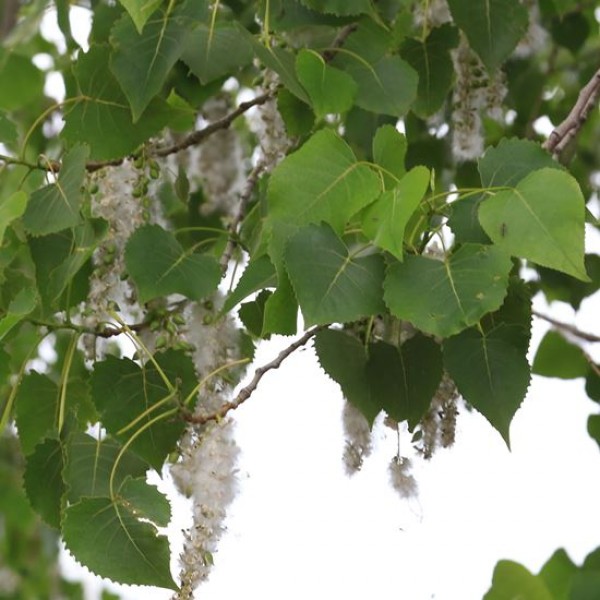 Popler Plant - Cottonwood, Populus Deltoides